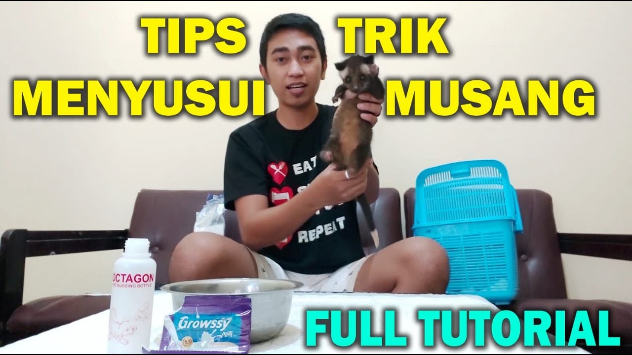 Berapa Kali Baby Musang Nyusu Dalam Sehari❓