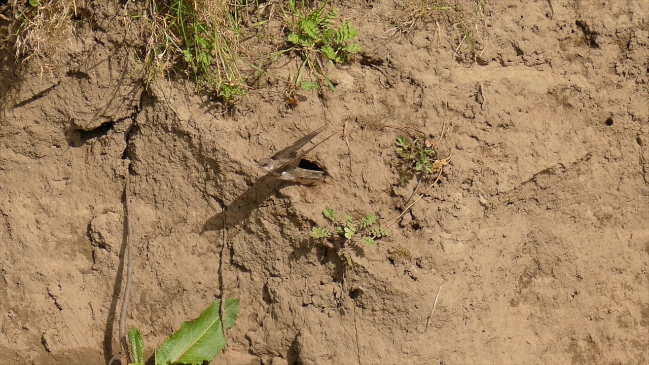 Sand Martins nest building on the River Wyre