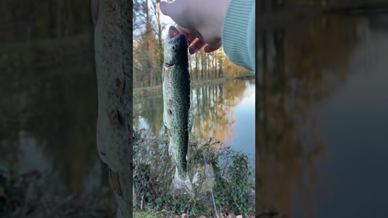 Поймал ФОРЕЛЬ #fishing