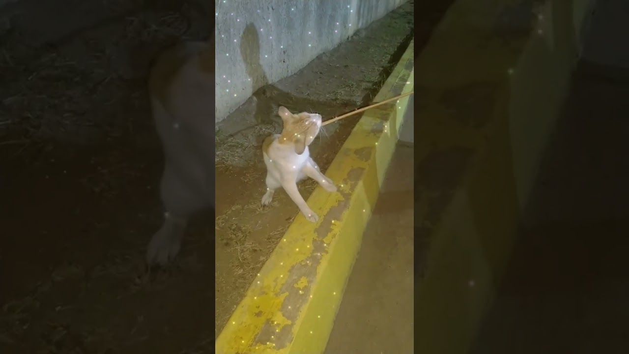 El gato 🐱 iluminado por el poder de las estrellas 💫💫💫