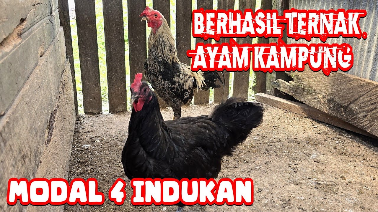 SUKSES TERNAK AYAM KAMPUNG‼️DENGAN MODAL  4 INDUKAN