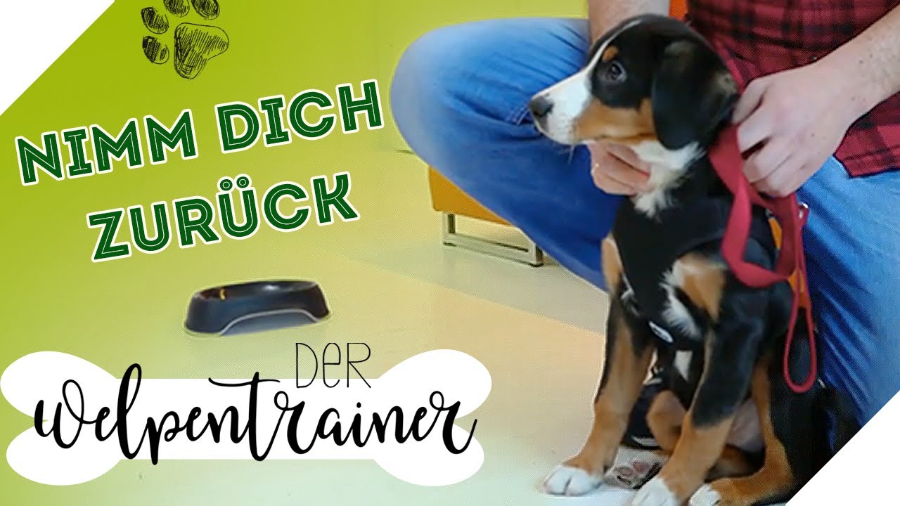 Nimm dich zurück: So trainierst du die Selbstbeherrschung | Der Welpentrainer | sixx