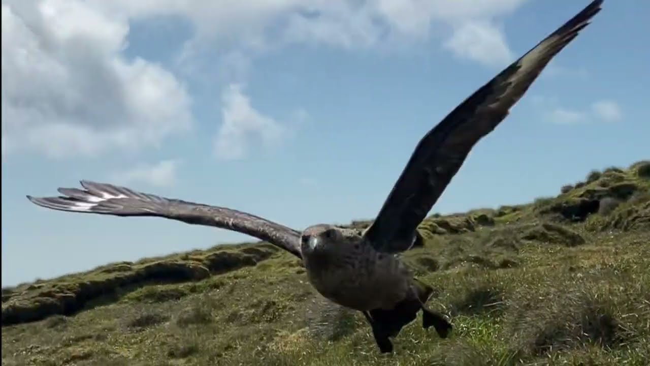 Foula