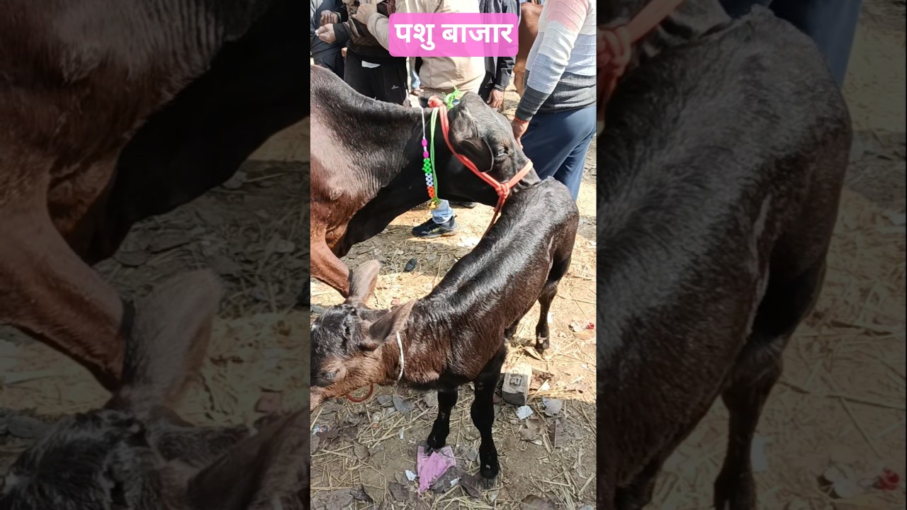 पशु बाजार  । 