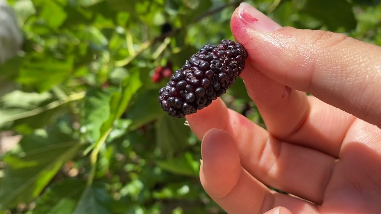 Worlds best (variety)mulberry harvest at my friend food forest
