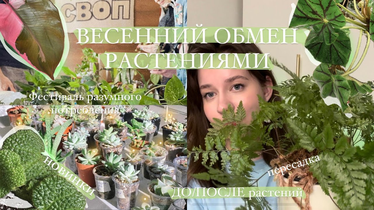 Весенний обмен растениями | много новинок, пересадки, растения до/после || своп 20.04.2024