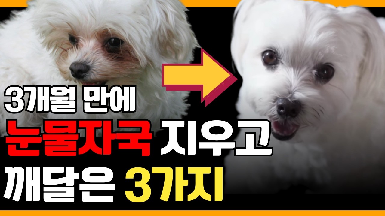 강아지 눈물 자국 없애는 가장 확실한 방법! 처음부터 끝까지 알려드립니다.