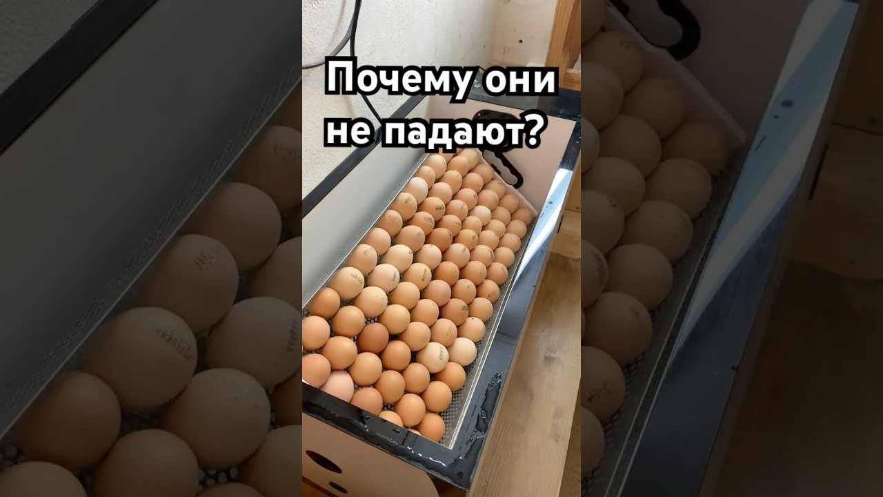 ИНКУБАЦИЯ. ЗАКЛАДКА ЯЙЦА.