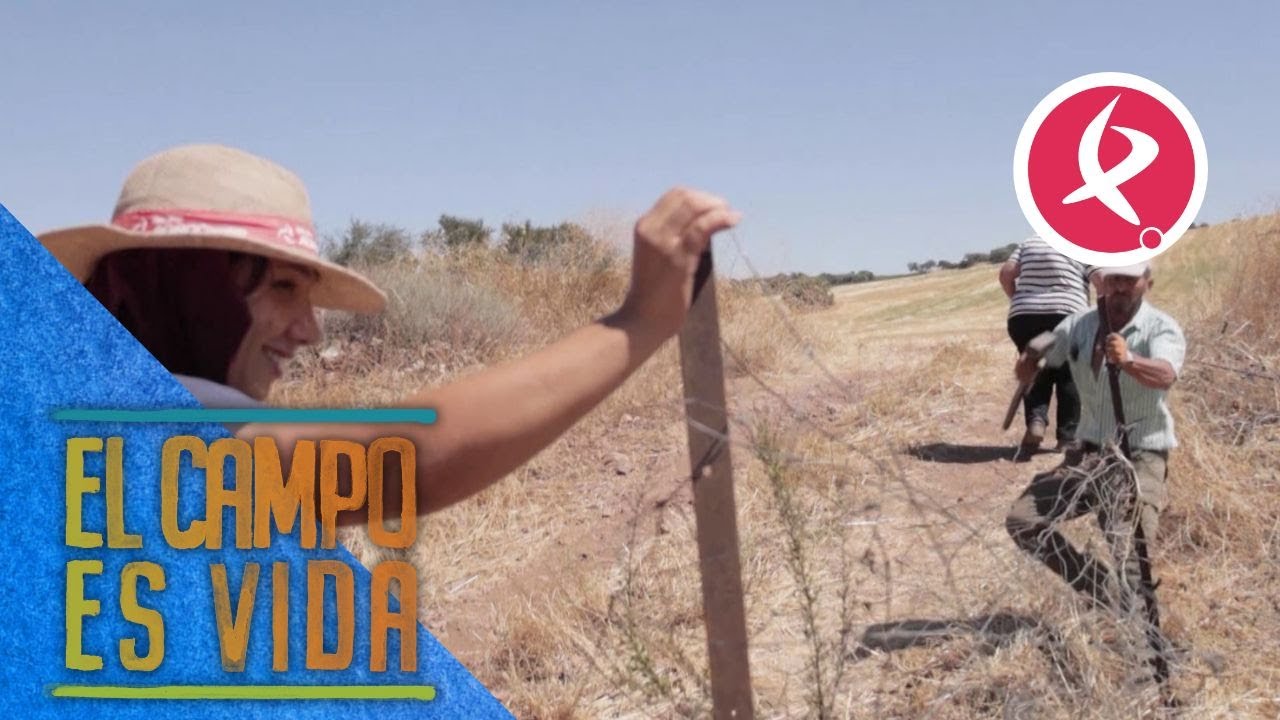 Equipo de tres para colocar la alambrada de la cerca | El campo es vida
