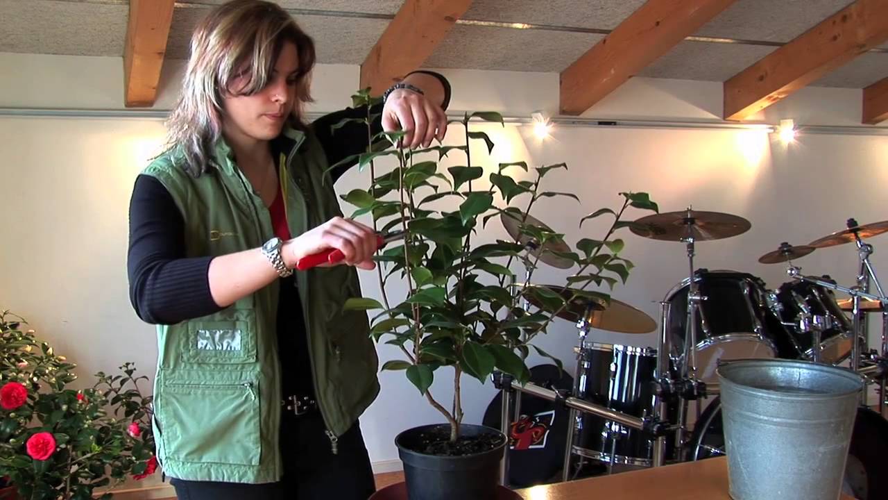 Kamelien schneiden - pflegen - &uuml;berwintern
