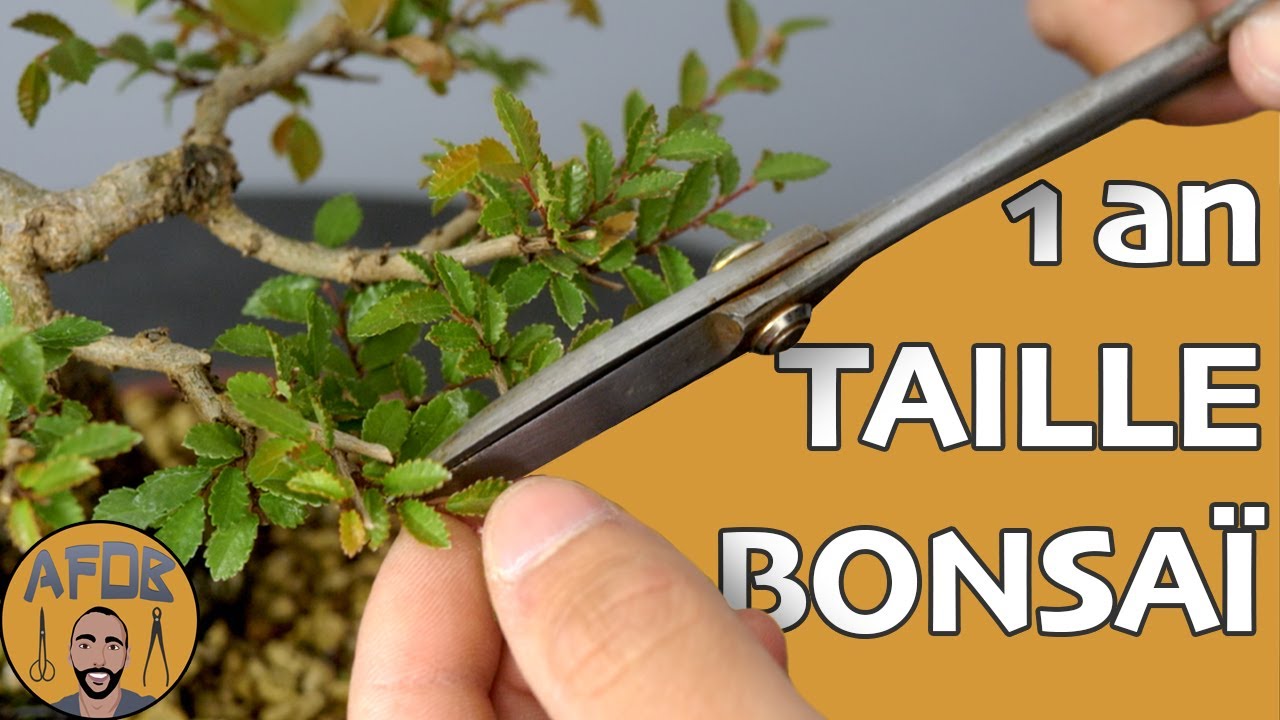 DENSIFIER un BONSAÏ sur 1 an 🌳AFDB🌳