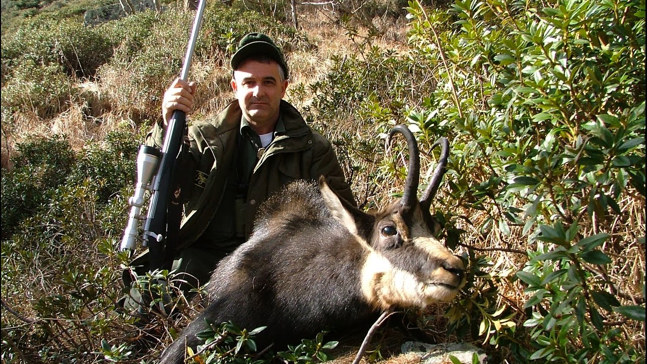 CACCIA AL CAMOSCIO Alla ricerca del Capo Giusto della serie 