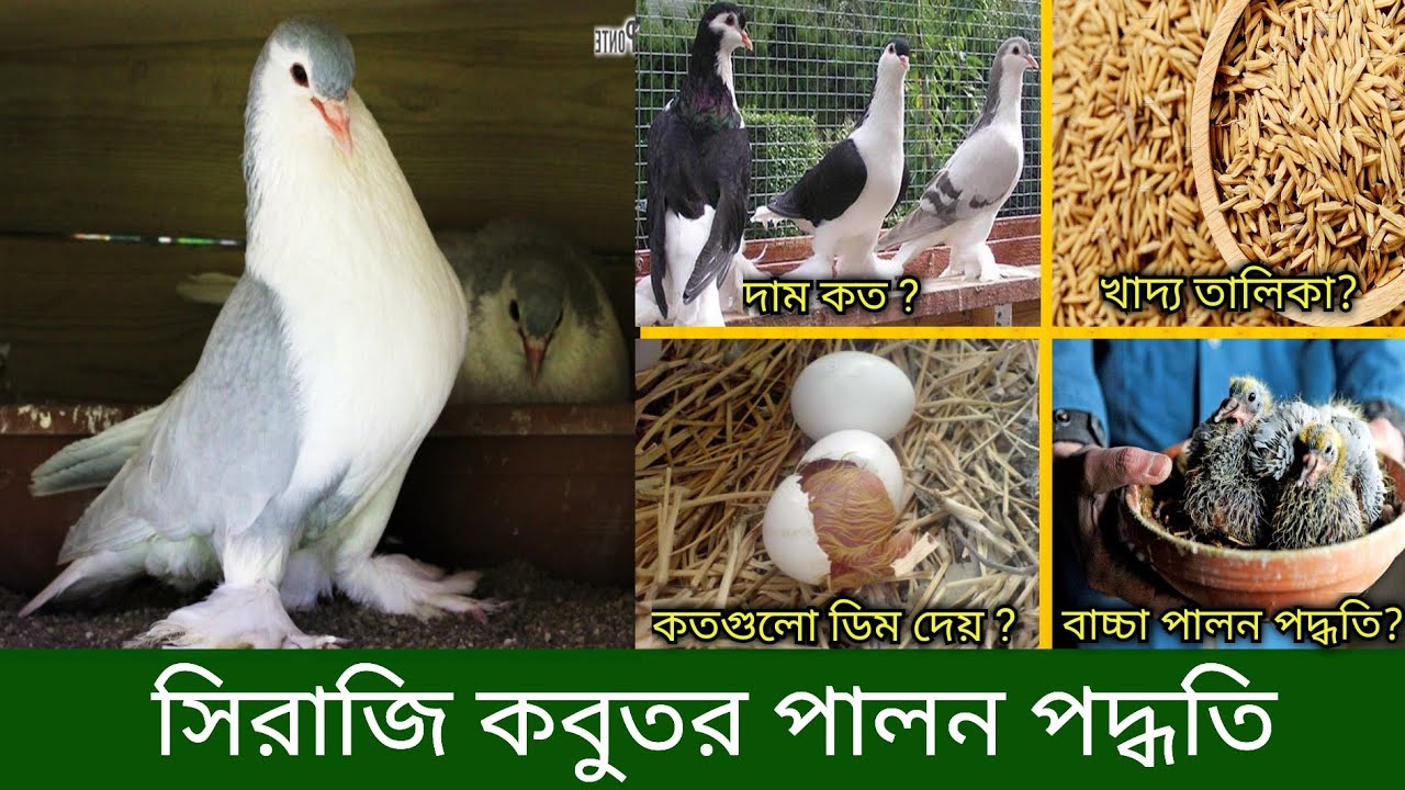 সিরাজি কবুতর পালন পদ্ধতি | সিরাজি কবুতরের দাম কত | Shiraji pigeon Rearing Shiraji pigeon price in bd