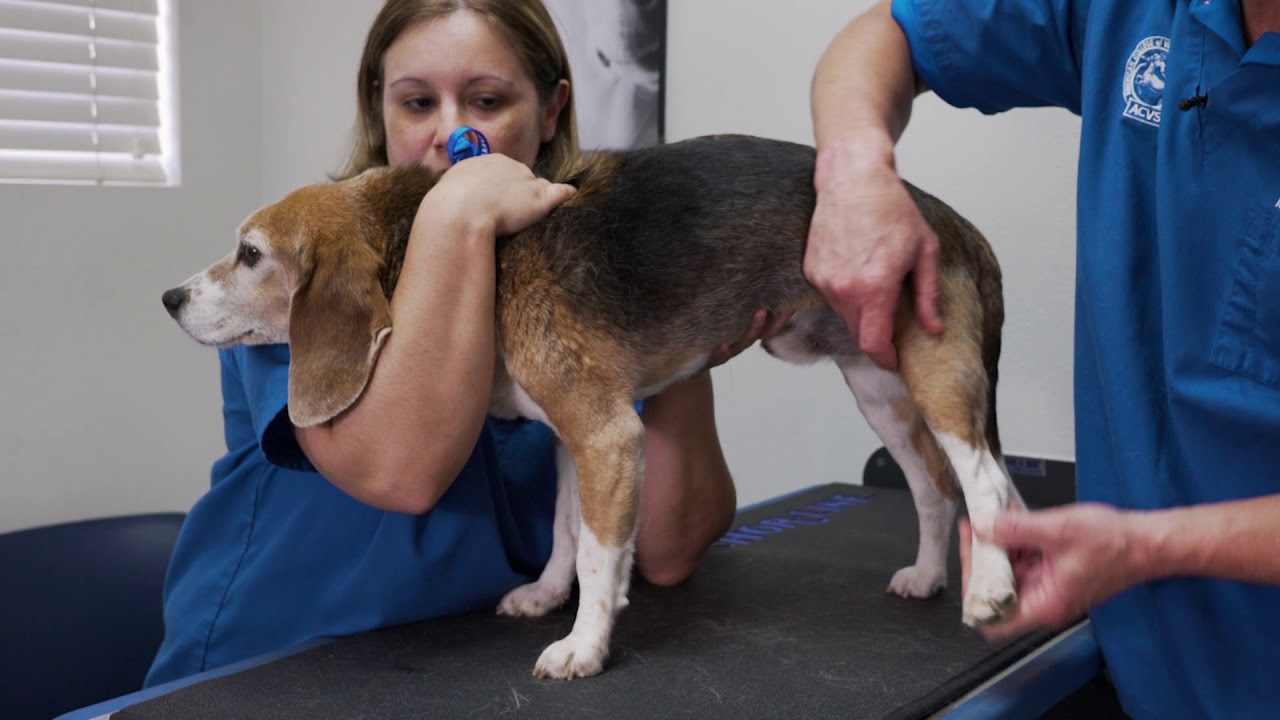 VetSurg Orthopedic Examinations - Small Breed