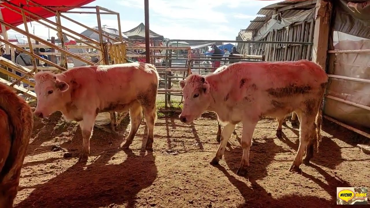 TOROS,BORREGOS,PERROS Y PAVOS,DE TODO EN LA PLAZA GANADERA DE RANCHO LAS TABLAS.