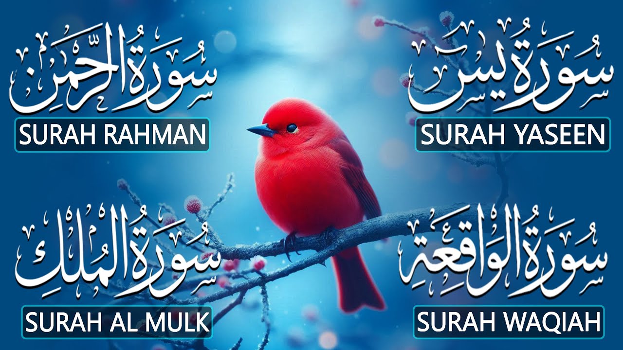 Most Beautiful Surah Yaseen (Yasin) | Surah Rahman | Surah Waqiah | Surah Mulk