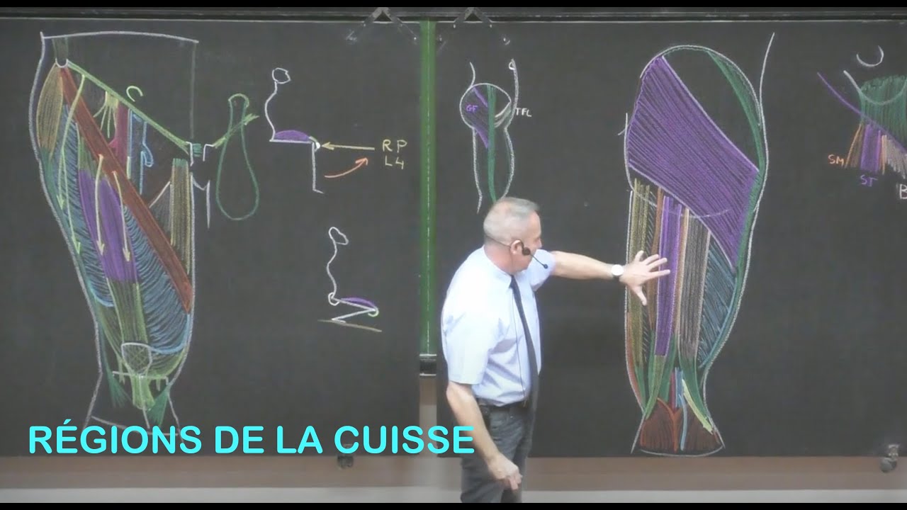 Anatomie des régions de la cuisse (Membre inférieur 4)