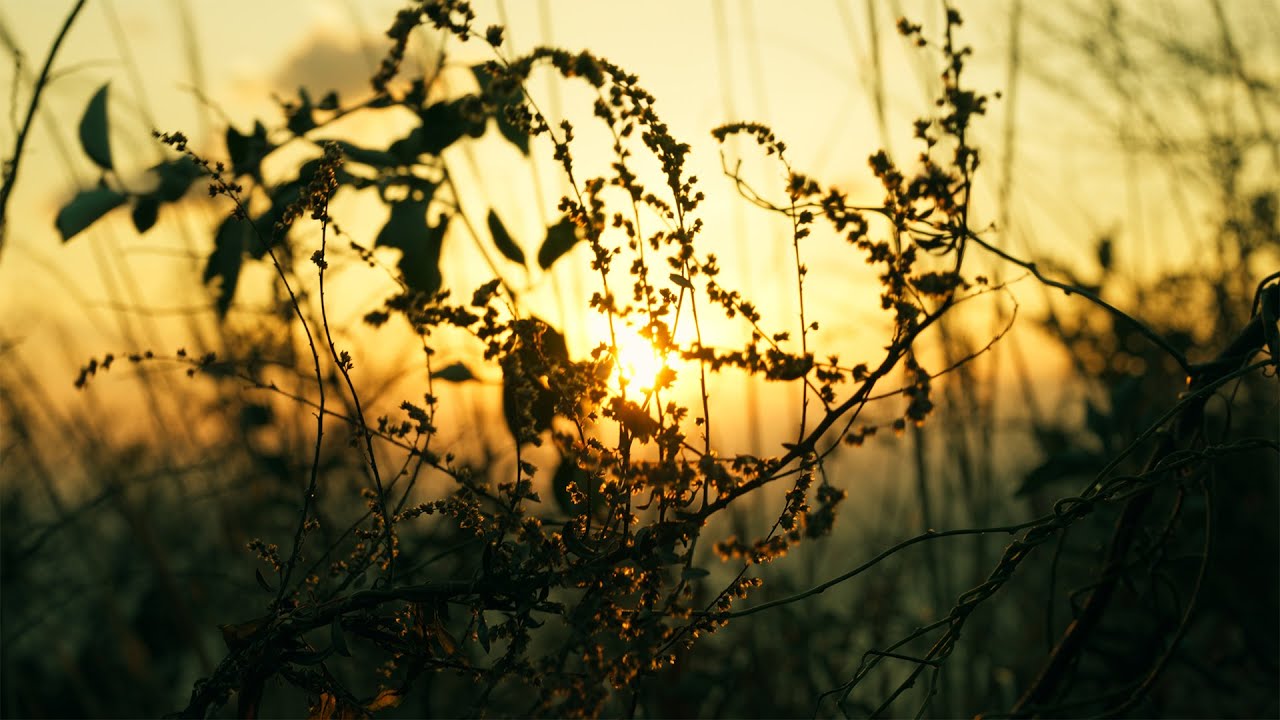 SUNSET | a7CⅡ