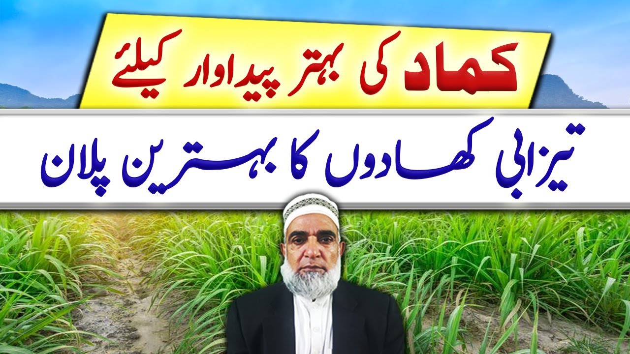 Acidic Fertilizer Schedule for Sugarcane crop 2023 || Crop Reformer