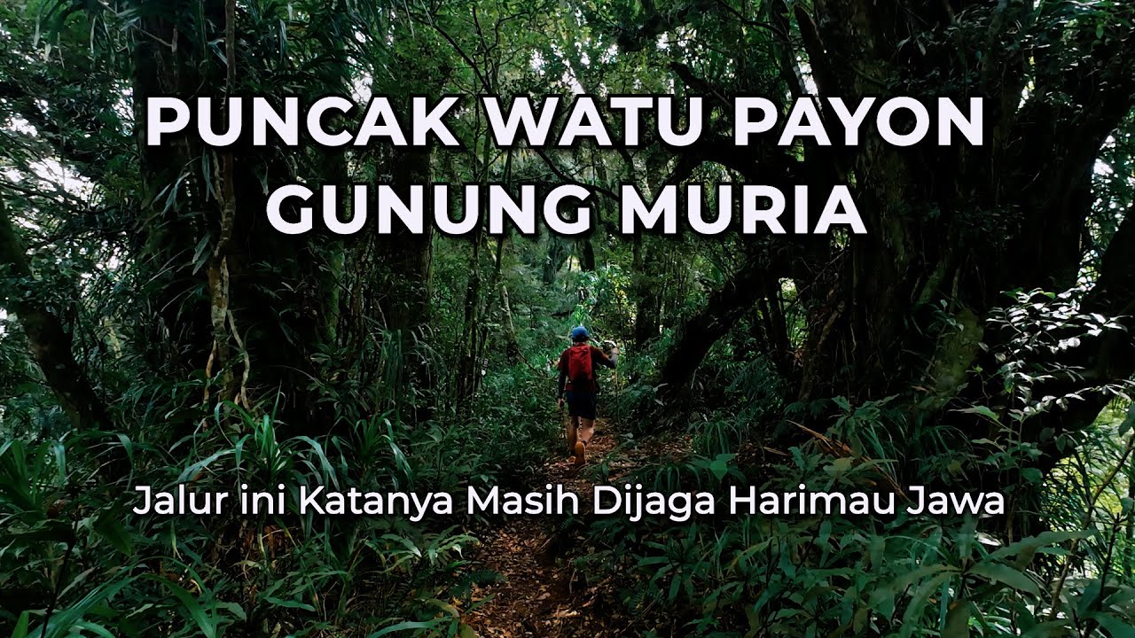 Tektok Gunung Muria Watu Payon - Via Hutan Pinus Gunung Sari:Jalur Sepi, Hutan Pinus & Cerita Mistis