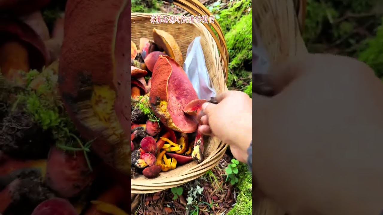 Guess the Value of Our Foraged Mushrooms! 🍄 Fun Challenge