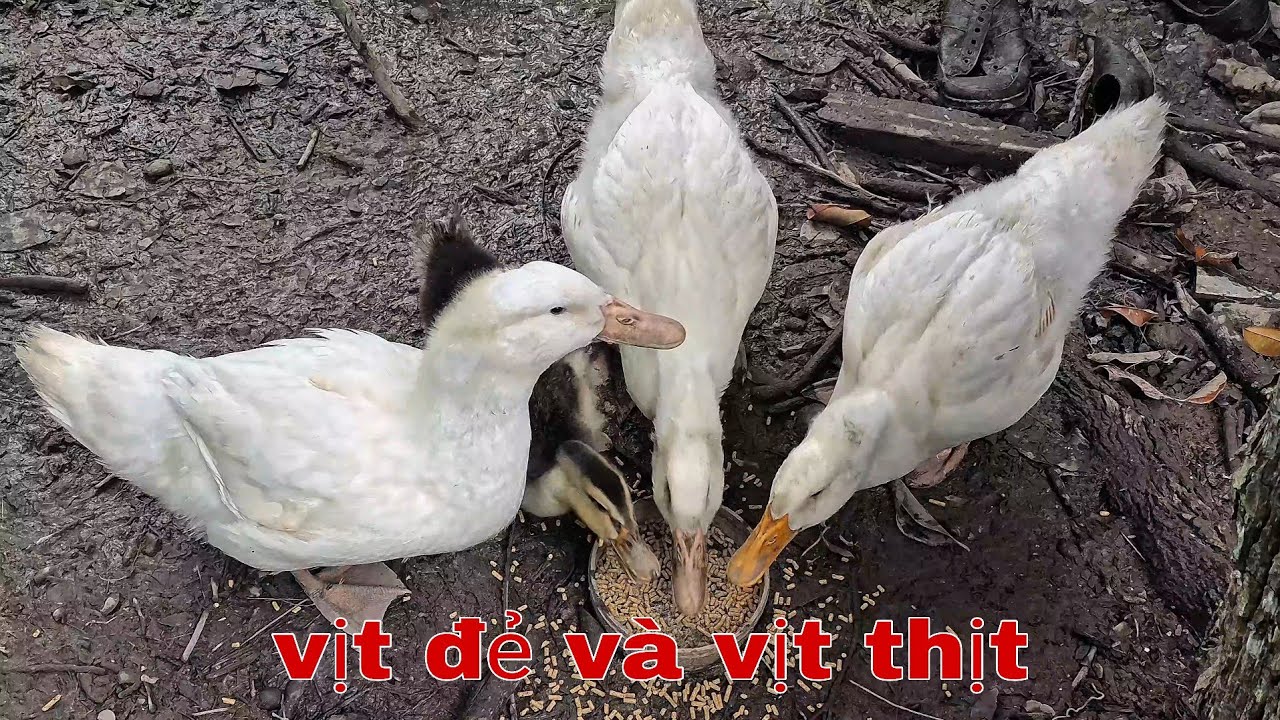 Cách mà mình nuôi vịt đẻ, khi bỏ phố về quê