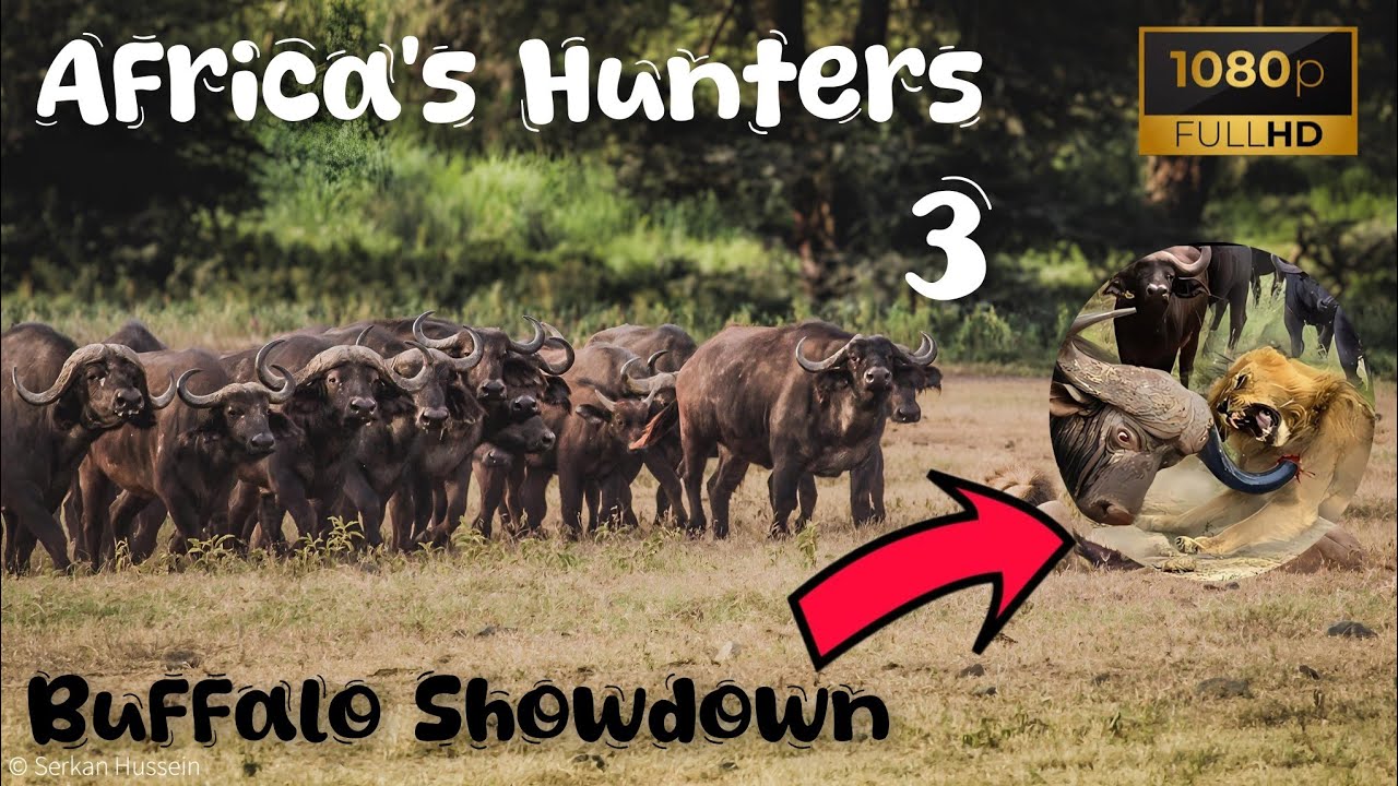 🦁 Africa's Hunters: | Buffalo Showdown | Nature Documentary 🌱🦒