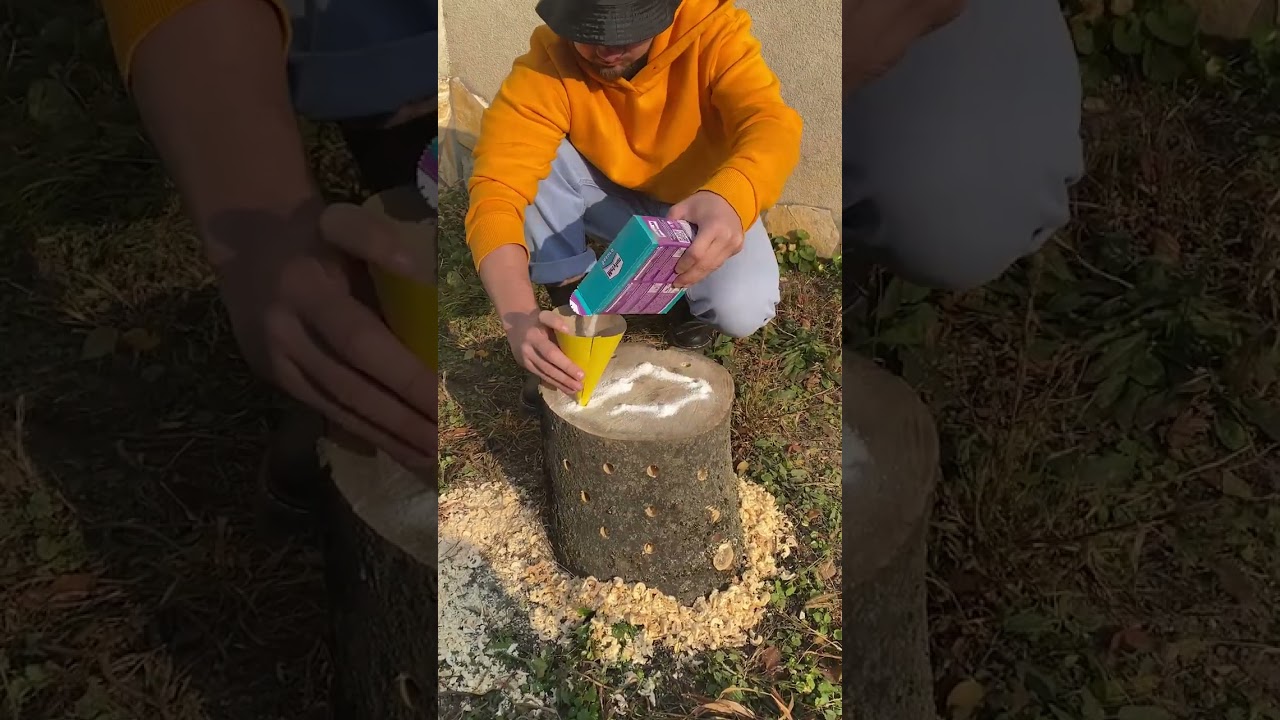 I Made a Tree Stump Disappear Using This Backyard Trick!