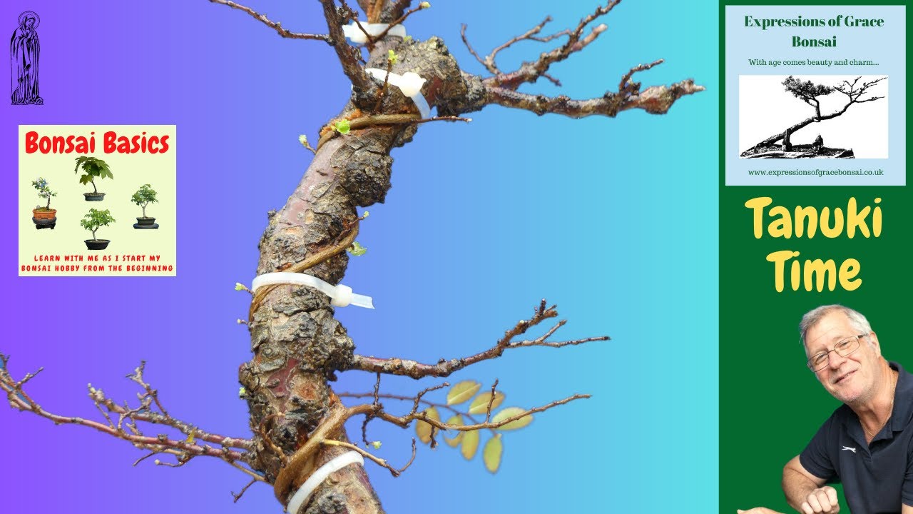 Learn to create a Tanuki Bonsai from a dead tree
