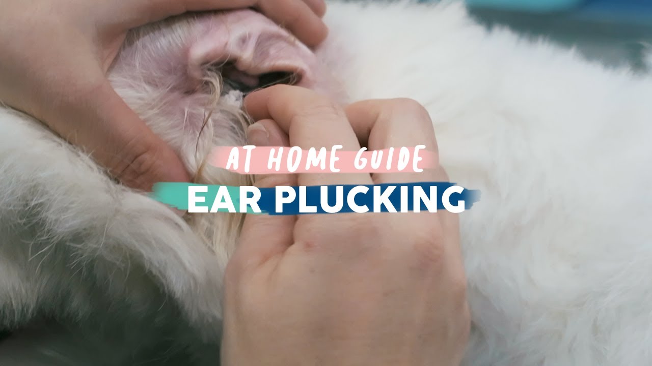 How To Pluck A Dog's Ears 