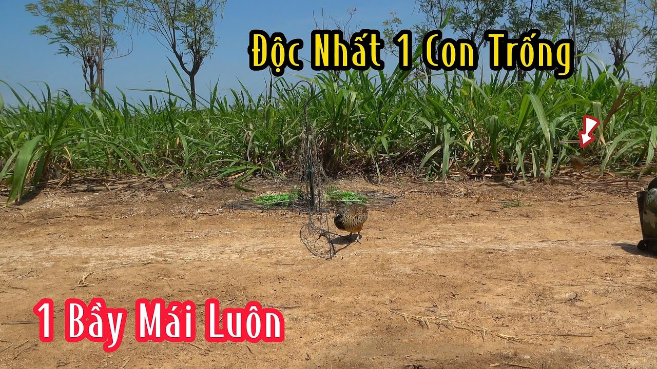 1 Bầy Chim Cút Mái Dính Bẩy Thấy Mê | Đam Mê Săn Bắt