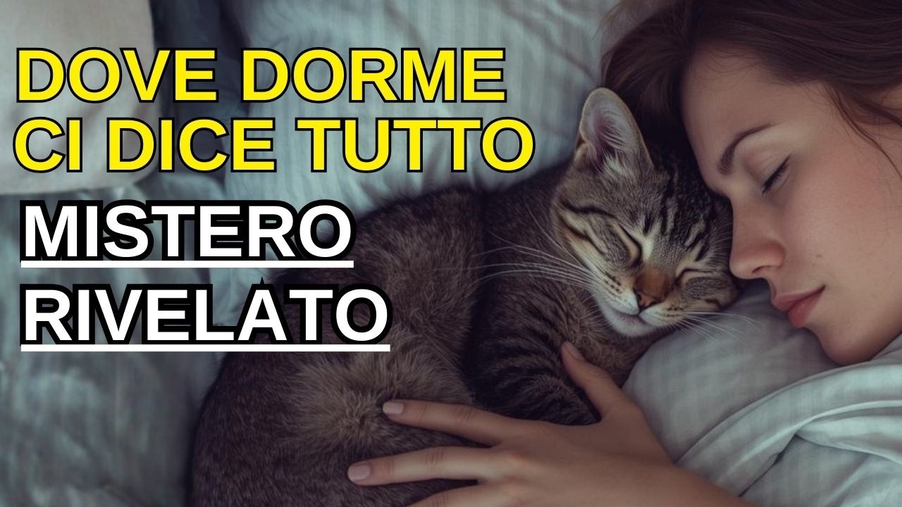 Perché il tuo gatto dorme vicino a te? La verità spirituale che ignori?