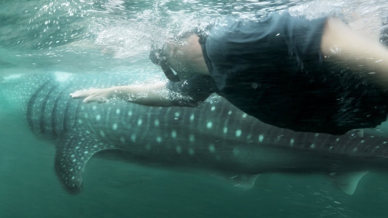 PLONGÉE AVEC UN ÉNORME REQUIN BALEINE - Cyril Chauquet