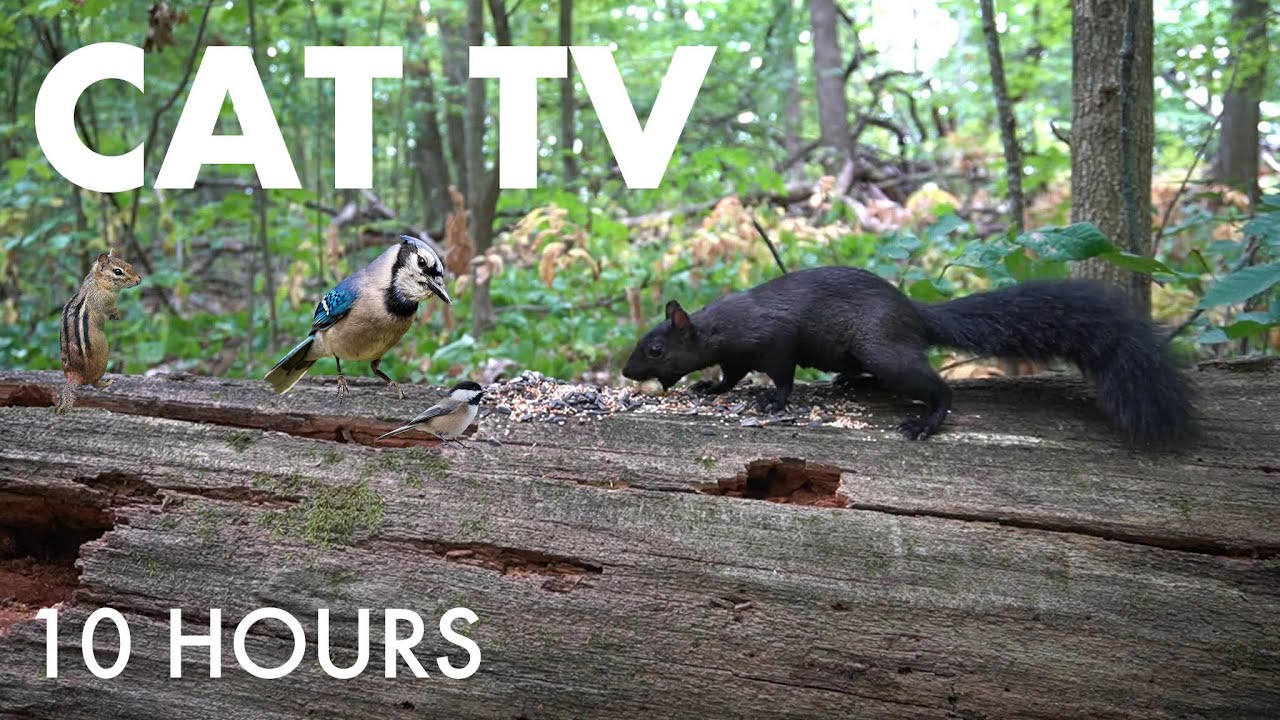 Chipmunks, Birds, Squirrels and Forest Friends - 10 Hour Cat TV for Pets to Watch 🐱 - Sept 29, 2025