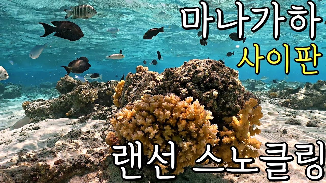 사이판 최고의 해변, 마나가하(Managaha)에서 랜선 스노클링 [4K relaxation]