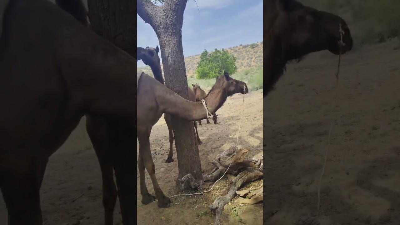 *الجمل يحكّ جسمه بالشجرة.*  The camel is scratching itself against the tree.*
