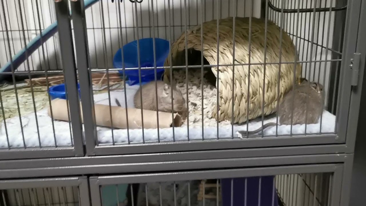 Degu chirping
