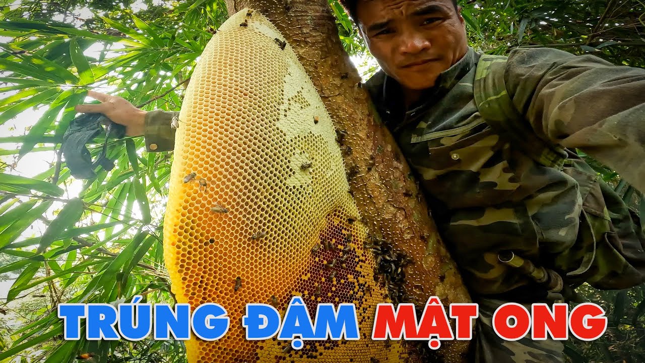 1 Ng&agrave;y Thắng Quả Mật Ong - Tho Rung