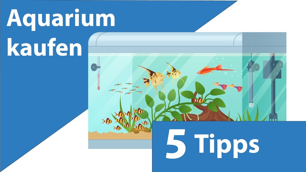 Aquarium kaufen - was beachten? 5 Tipps!