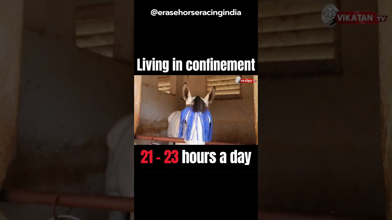 Cruel confinement of racehorses at the Guindy Race Course
