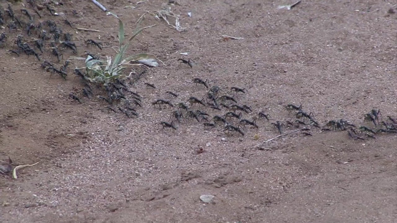 Fearsome predators &ndash; a column of African Matabele Ants on the move