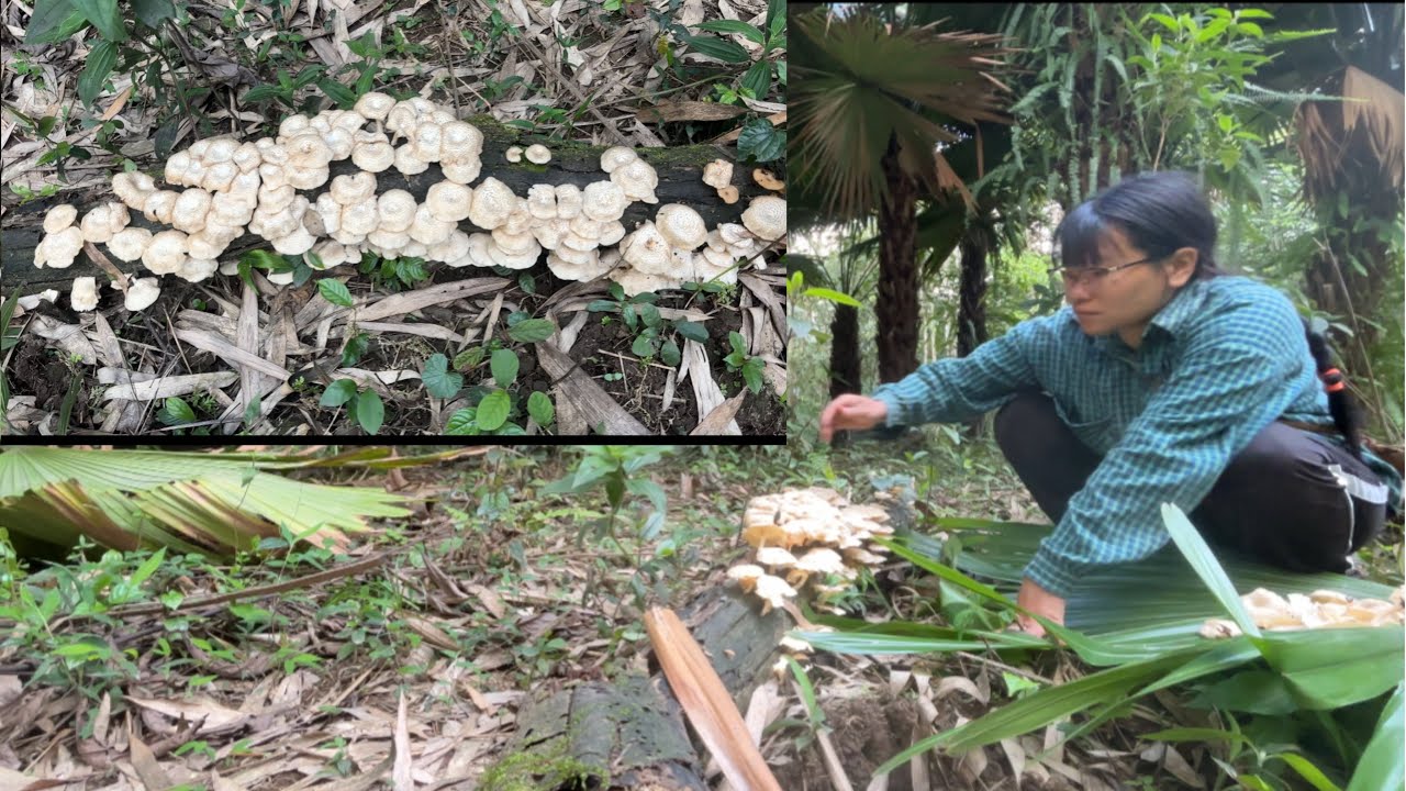 Village life ||cuting toko pata||Mushroom 🍄🍄‍🟫 ||arunachal Pradesh ||livistona jenkinsiana||