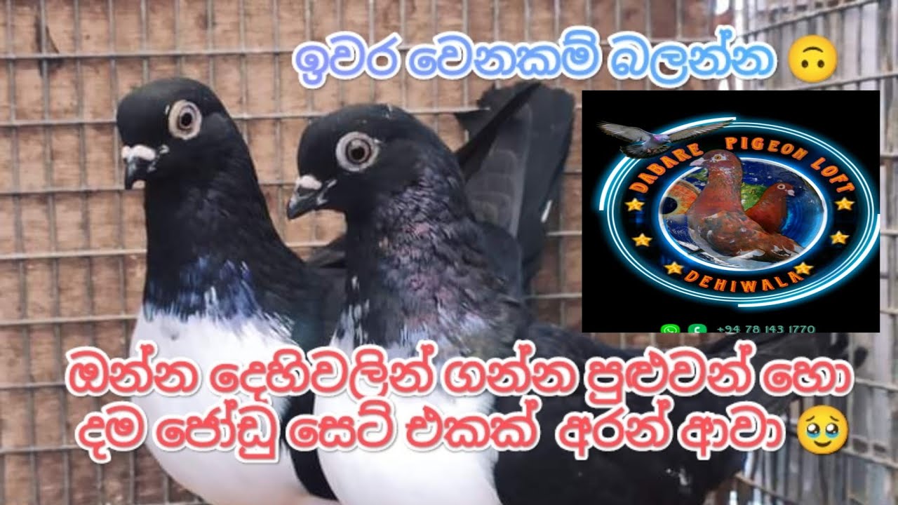 දෙහිවල විකුණන්න ඉන්න හොඳම පරයි ටිකක් 🥺❤️‍🩹❤️‍🩹 #pigeon #srilanka #india #indian #birds #lovestatus 