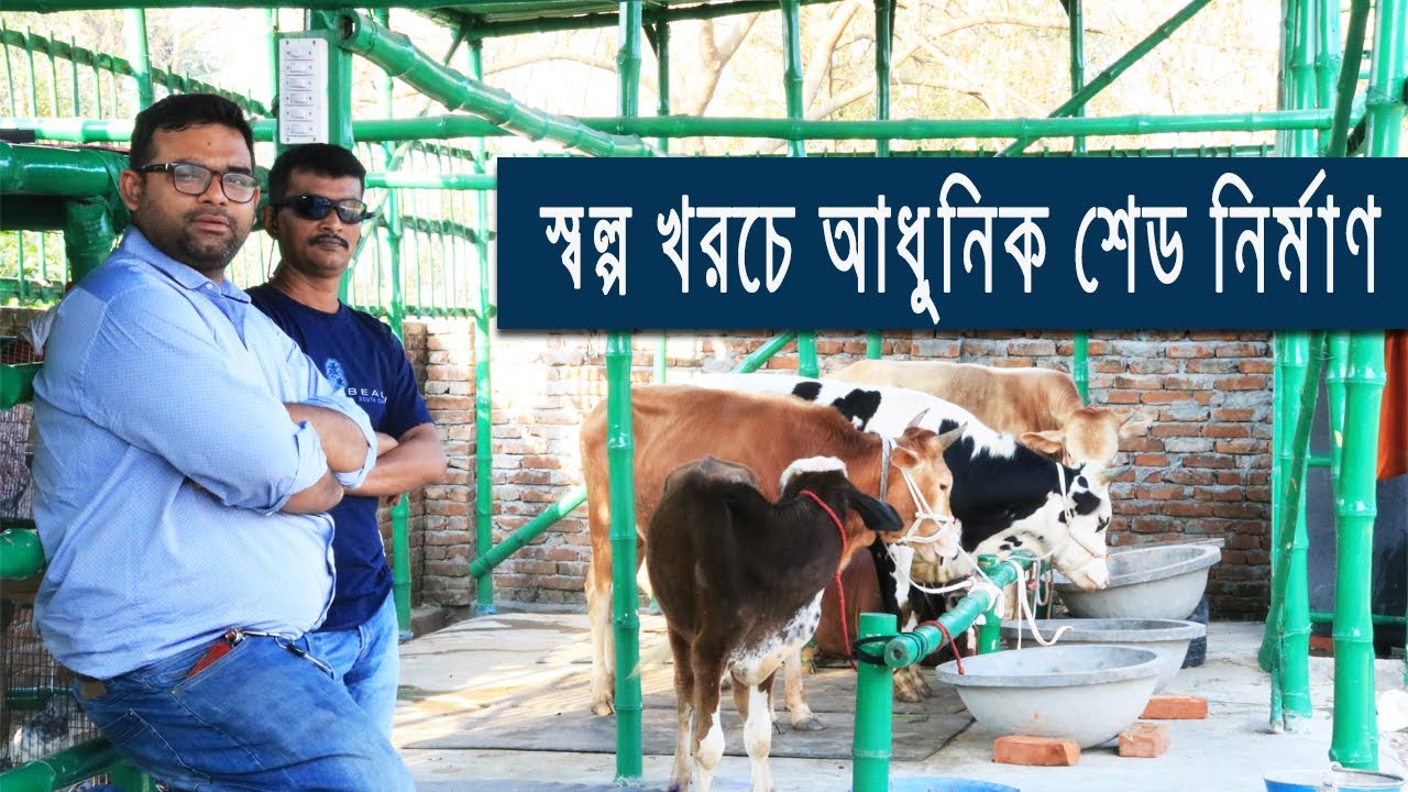 সবচেয়ে কম খরচে ২০ টি গরুর আধুনিক শেড নির্মাণ। গরু মোটাতাজা করন Cow Shed Design