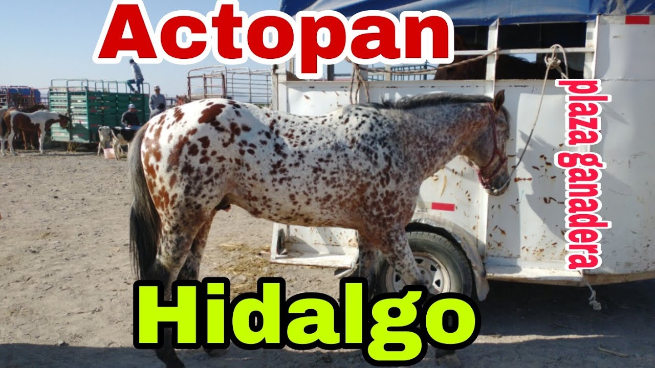ACTOPAN HIDALGO / CABALLOS - plaza ganadera o mercado de animales