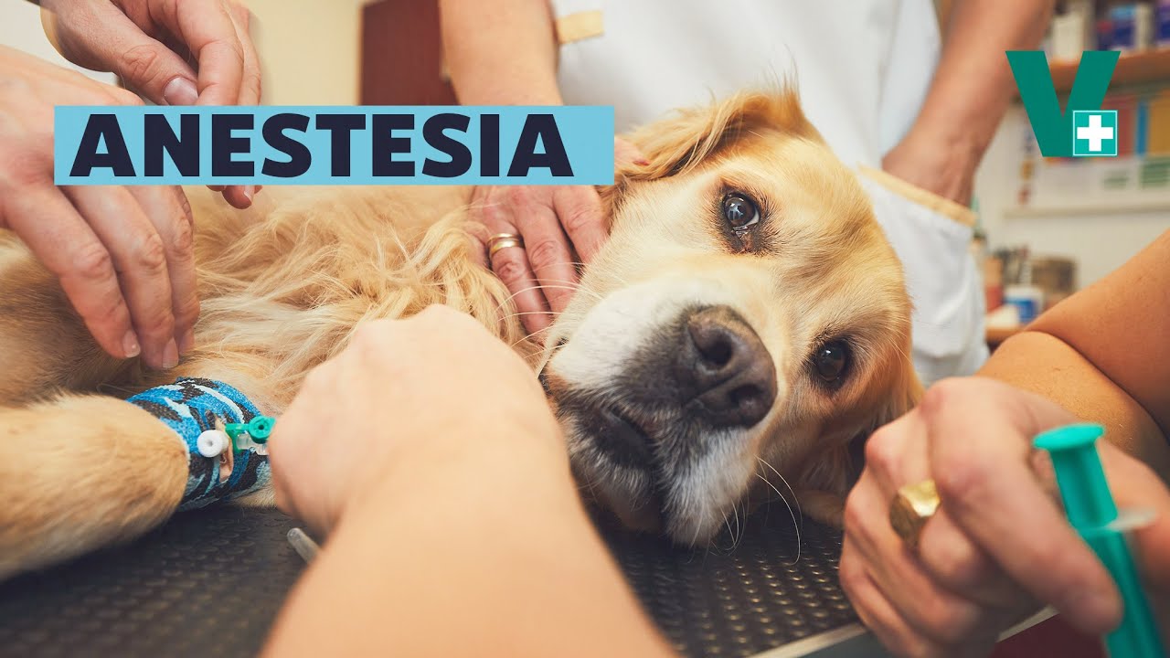 Como funciona a anestesia em pets?