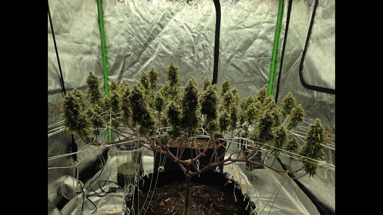Indoor Flowering Week 9 Betty Boom and Skunk 11 No pH