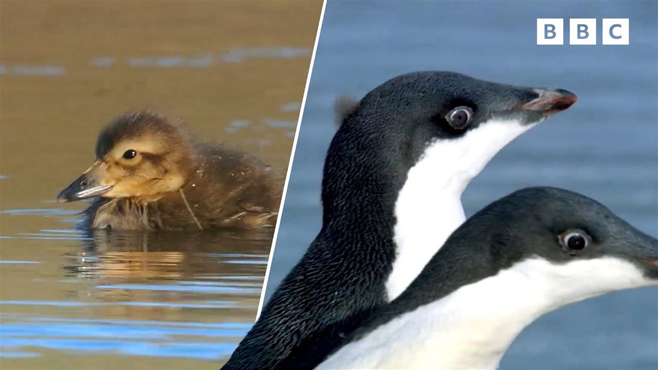 Swimming Baby Animals! 🌊 | Baby Animals | Andy's Amazing Adventures