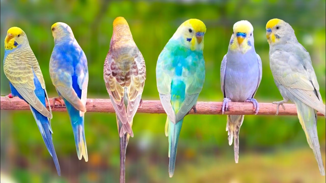 10 Hours of Non-Stop Cheerful Budgies! Enjoy the cutest moments of these playful parrots all day