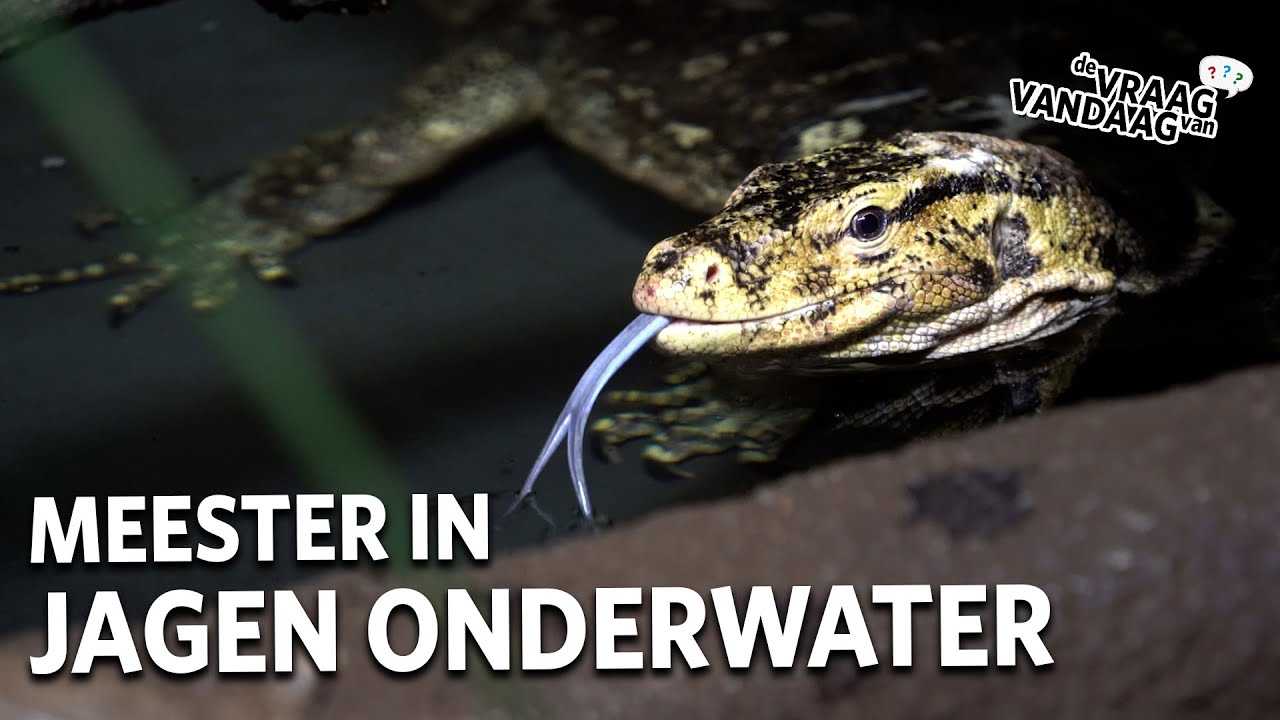 HOELANG kan de watervaraan ONDERWATER blijven? | De Vraag Van Vandaag
